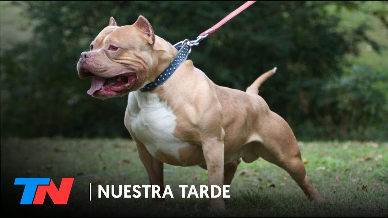Un bebé fue atacado por un pitbull: sufrió mordeduras en toda la cara y su madre le salvó la vida
