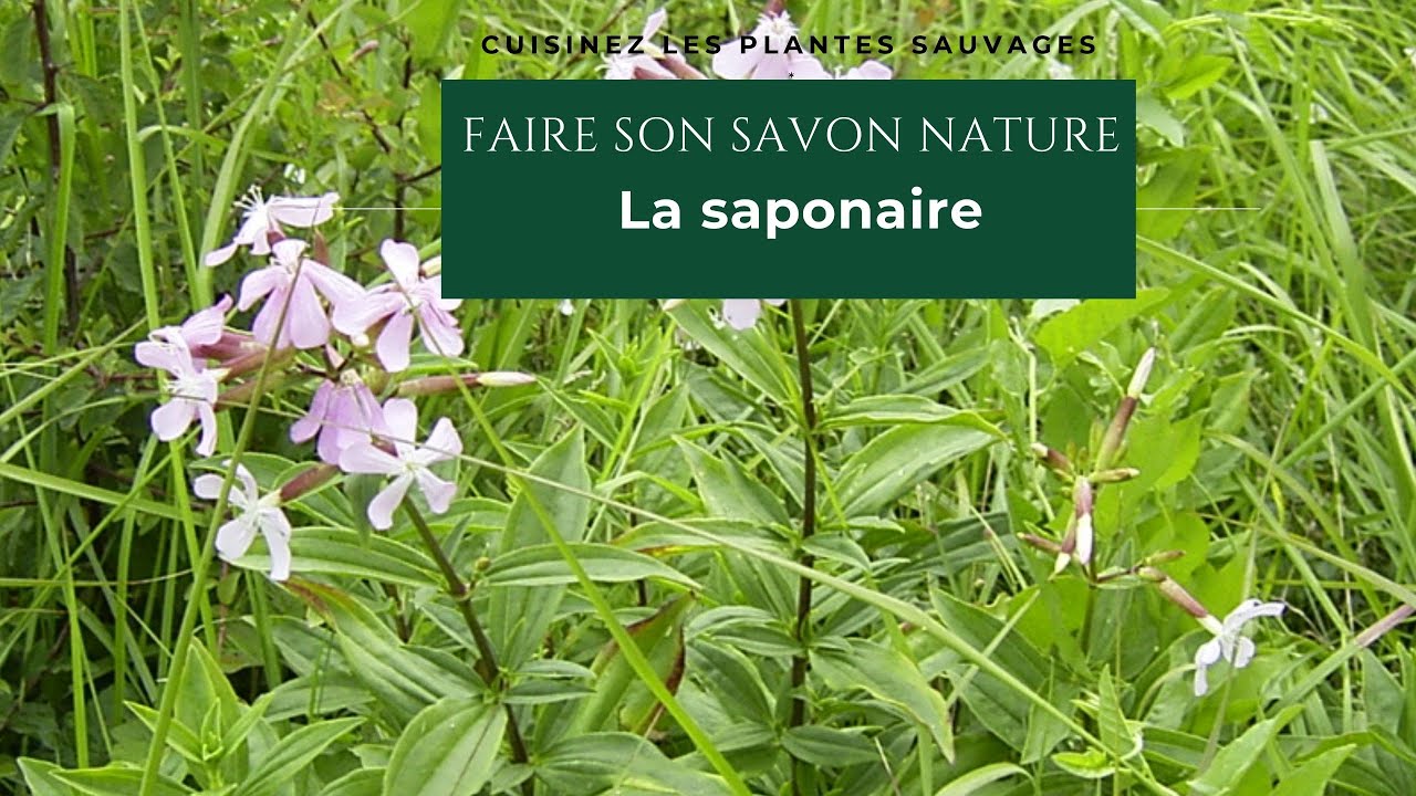 RECETTE SAVON NATUREL EN 3 MINUTES ecole de cuisine vegetale
