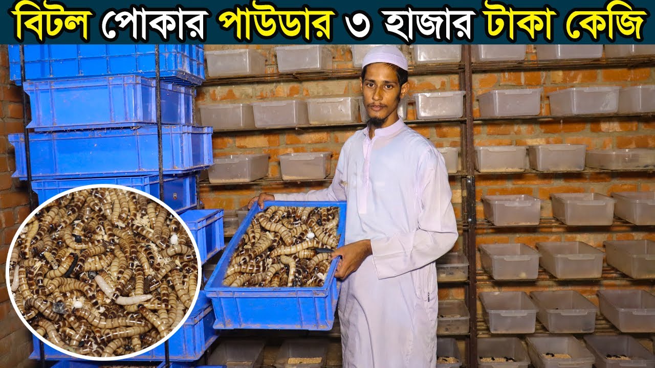 বিটল পোকা চাষ।ময়মনসিংহের উদ্যোক্তা সাগর বিটল পোকা চাষ করে লক্ষ টাকা আয়ের সপ্ন দেখছেন।
