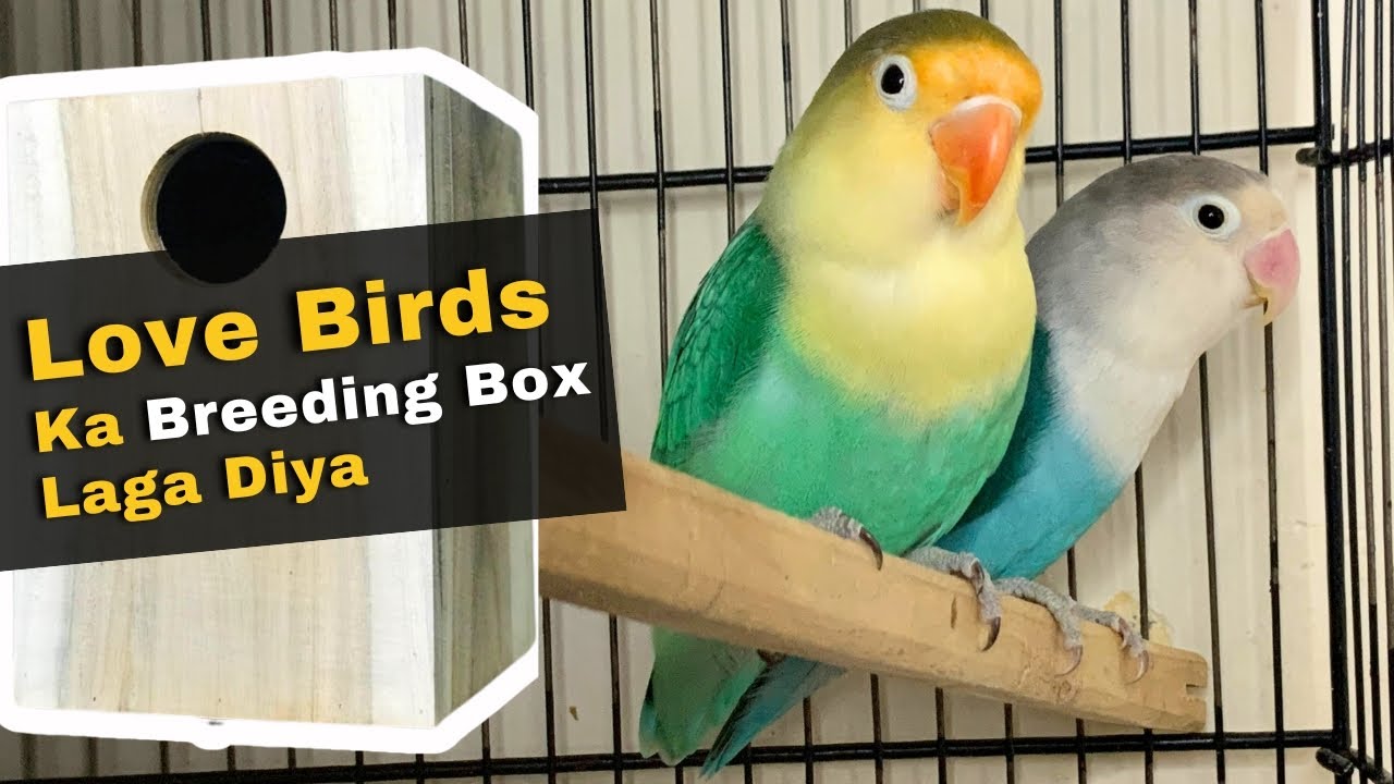 Love Birds Ka Breeding Box Laga Diya