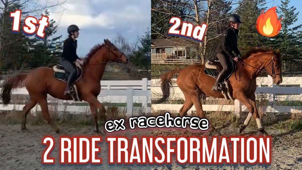 Ex Racehorse: 2 Ride Transformation| Talk Thru Ride Analysis