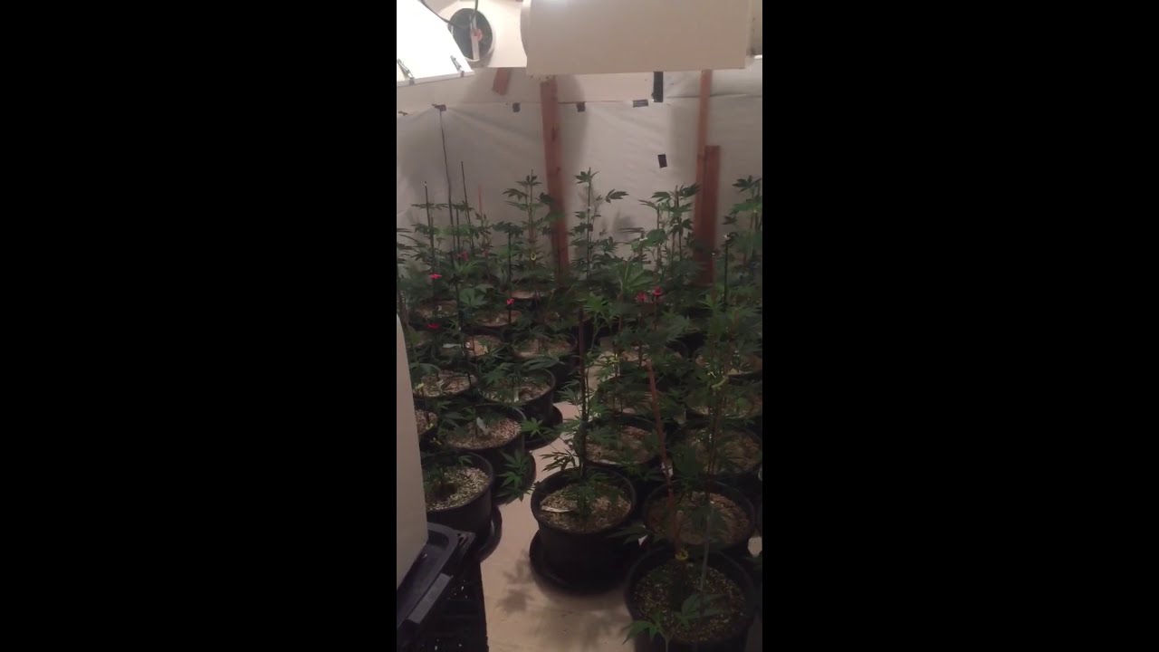 Ghost train haze