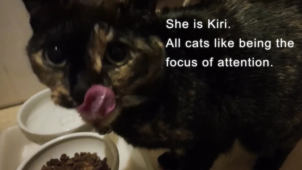 【猫動画】キリちゃんの日常 ご飯編 #猫 #キリぽん #cat