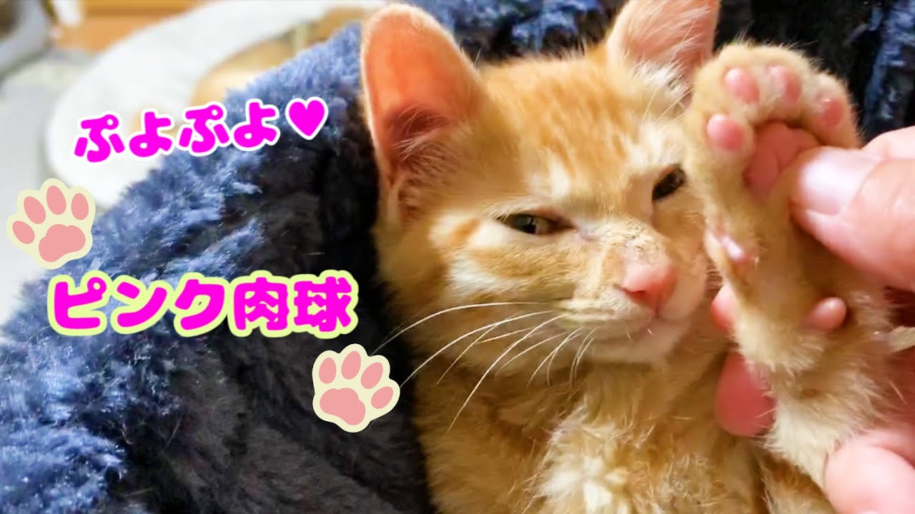柴犬お姉ちゃん猫の側で遊びまわる子猫。お眠モードの時は大チャンスの肉球むにむにタイム♡