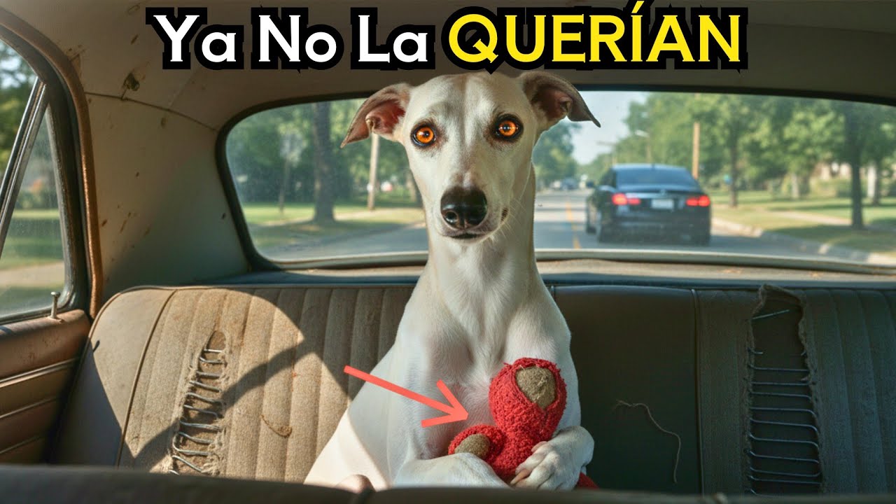 Fue Cambiada por un Cachorro de Raza: El Dolor de Bella