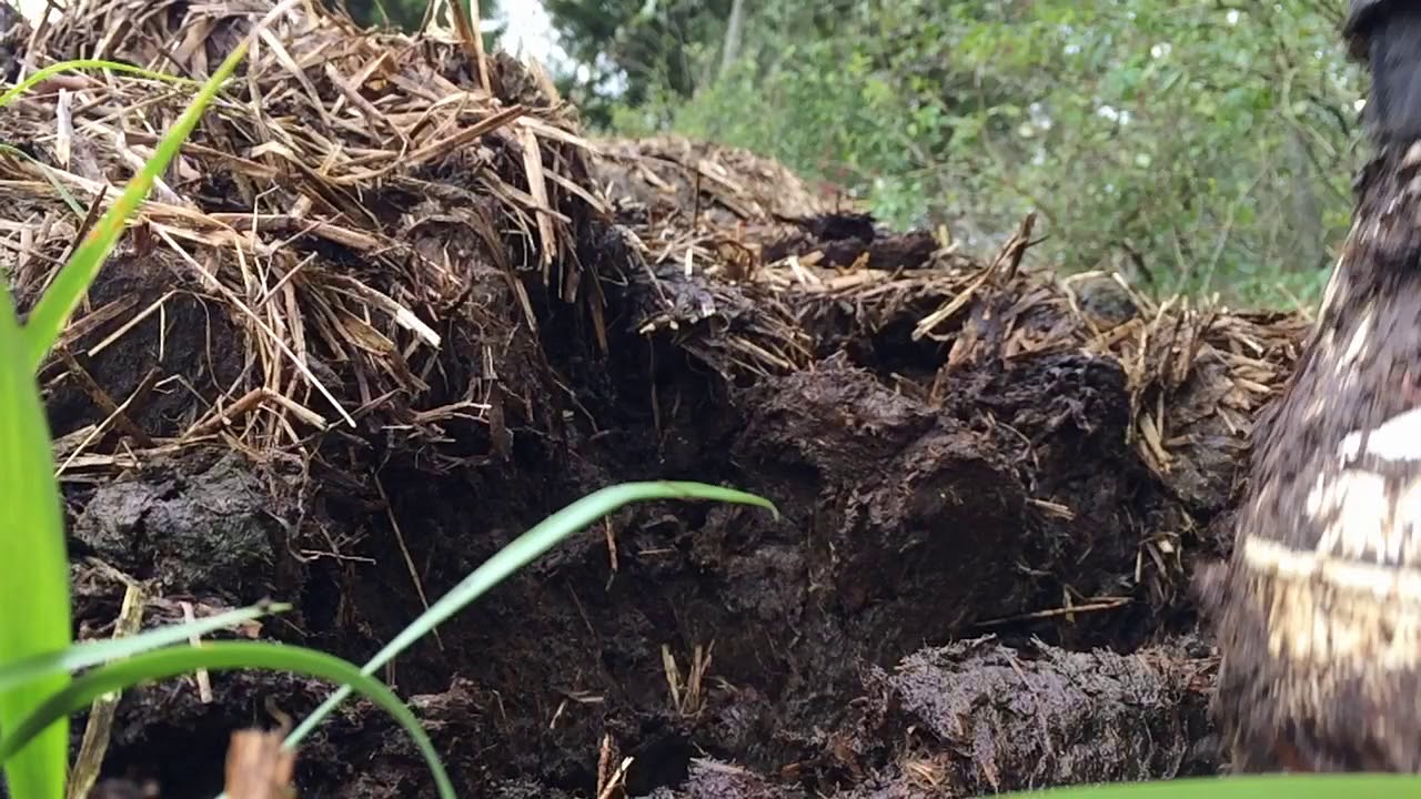 Air Force one in manure