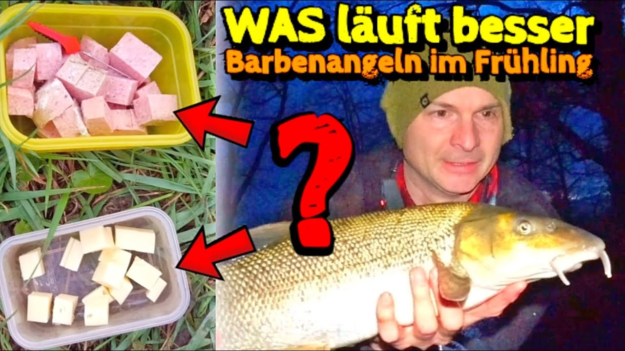 Barben angeln: Käse oder Frühstücksfleisch?