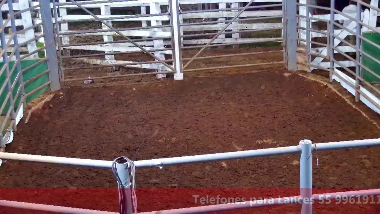 16° Remate Parceria Remates - ao vivo