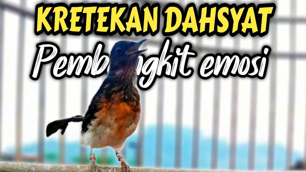 DAHSYAT❗KRETEKAN GANAS MURAI BATU TROTOL PANCING EMOSI‼️
