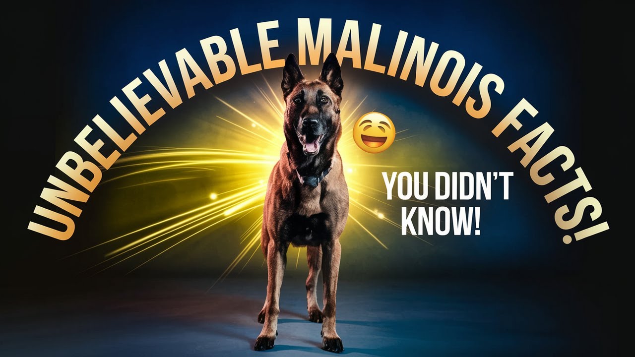 Unbelievable Belgian Malinois Facts You Didn't Know!