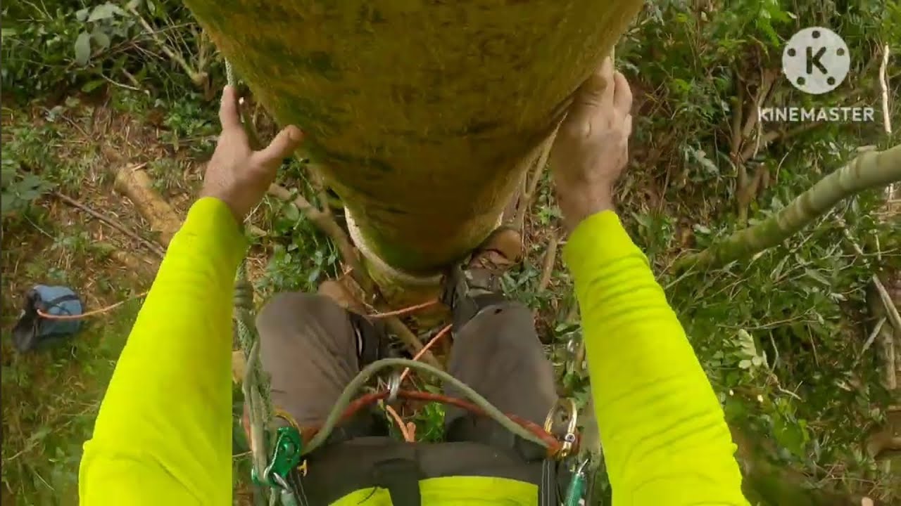 CLIMBING A 80 FOOT ALBIZIA TREE | HILO HAWAII