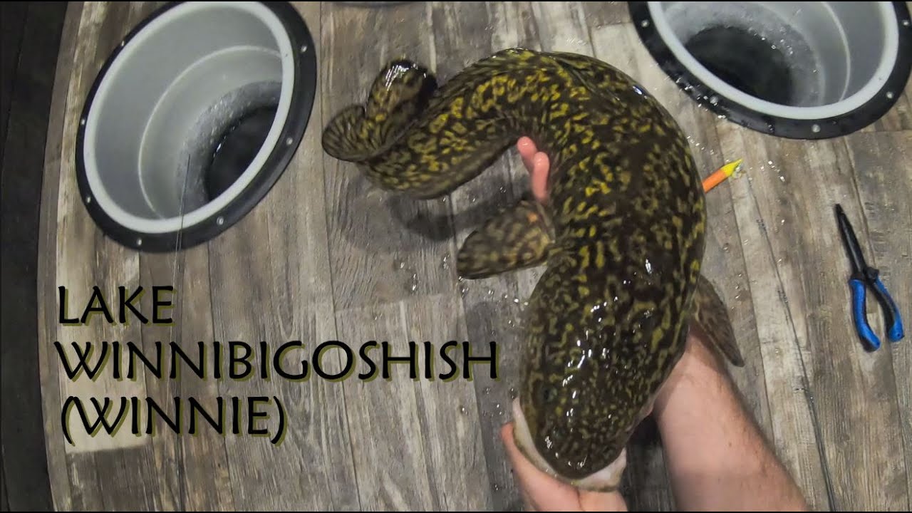 Lake Winnibigoshish (Winnie) Ice Fishing 2025