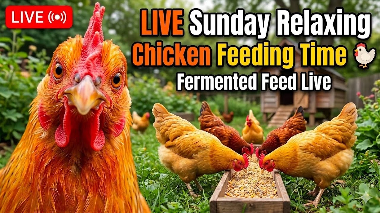 Sunday Relaxing Chicken Feeding Time🐔 Fermented Fresh Feed & Backyard Farm LiveStream