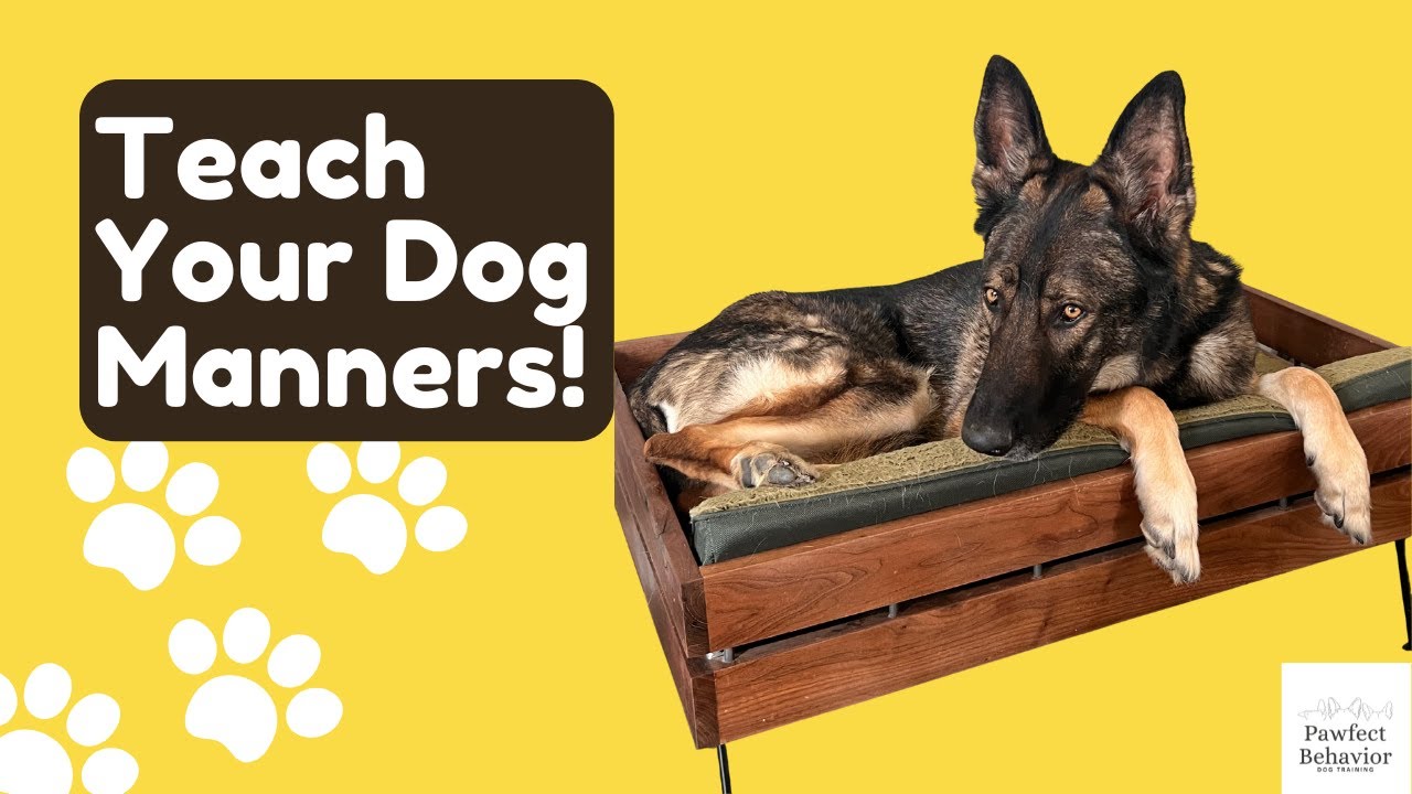 Teaching Your Dog Manners Around Mealtimes | Waiting at Food Bowls