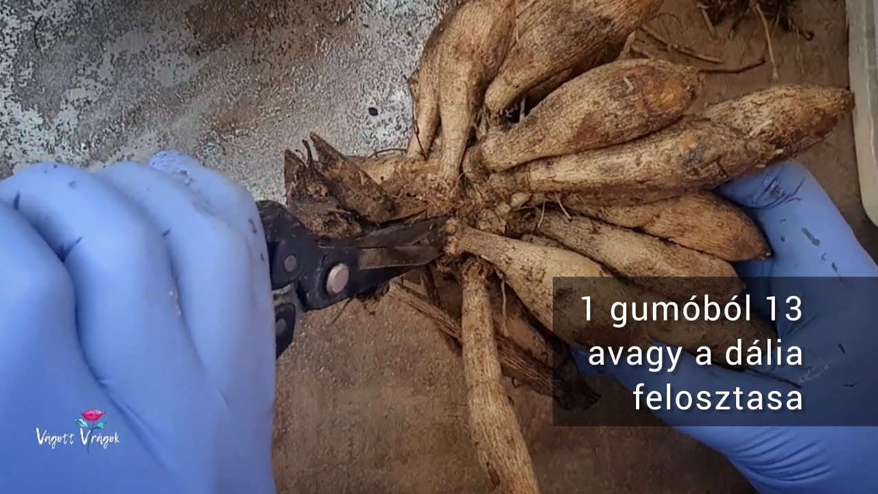 1 Dália gumóból 13, avagy a dália felosztása