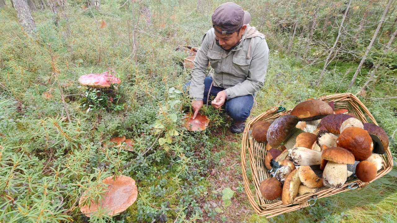 GIANT KING BOLETE!!! MUSHROOMS! Mushroom Foraging! Funghi Porcini! Superfood.