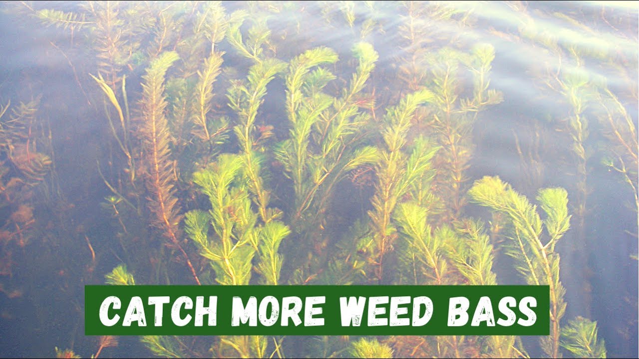 How to Find Bass in Large Grass Flats