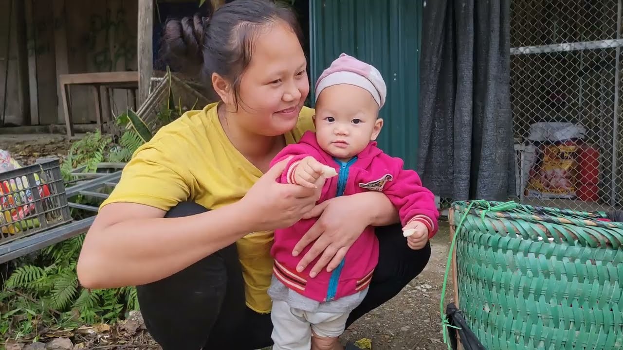 Mother and daughter harvest papayas together to sell, daily life | Đặng Thị Thủy