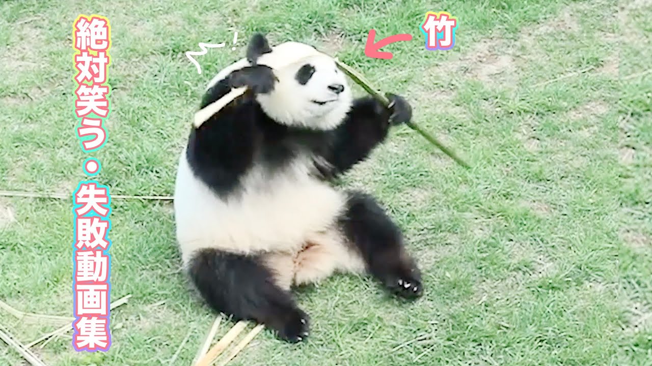 「絶対笑う・失敗動画集✨」最高におもしろいパンダのハプニング🤣 | iPanda パンダ楽園