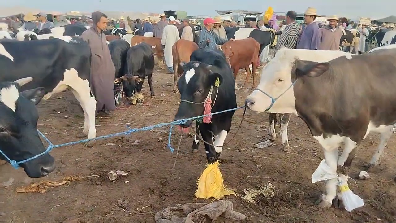 من سوق الابقار الاتنين قلعة السراغنة بتاريخ 2 يونيو 2025