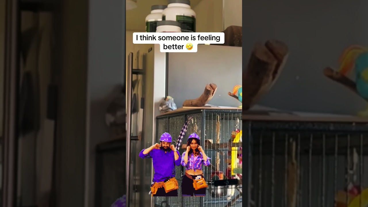 Yelling about feeling better? 🤣 #loudbird #cutepets #parrot #funnypet #funnybird #funnyanimals