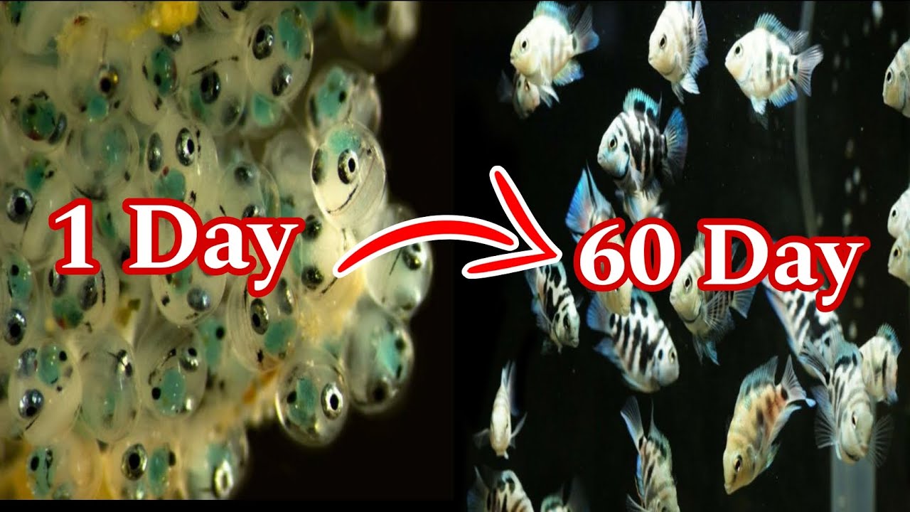 Baby Polar Blue Parrot Fish Growth Time-Lapse, 1 Day vs 60 Days
