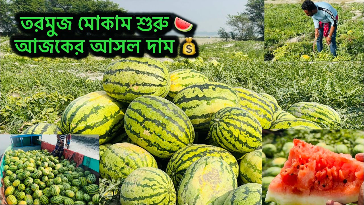 এই বছর প্রথম তরমুজ মোকাম শুরু 🍉 | কত দামে তরমুজ কিনলাম আজ
