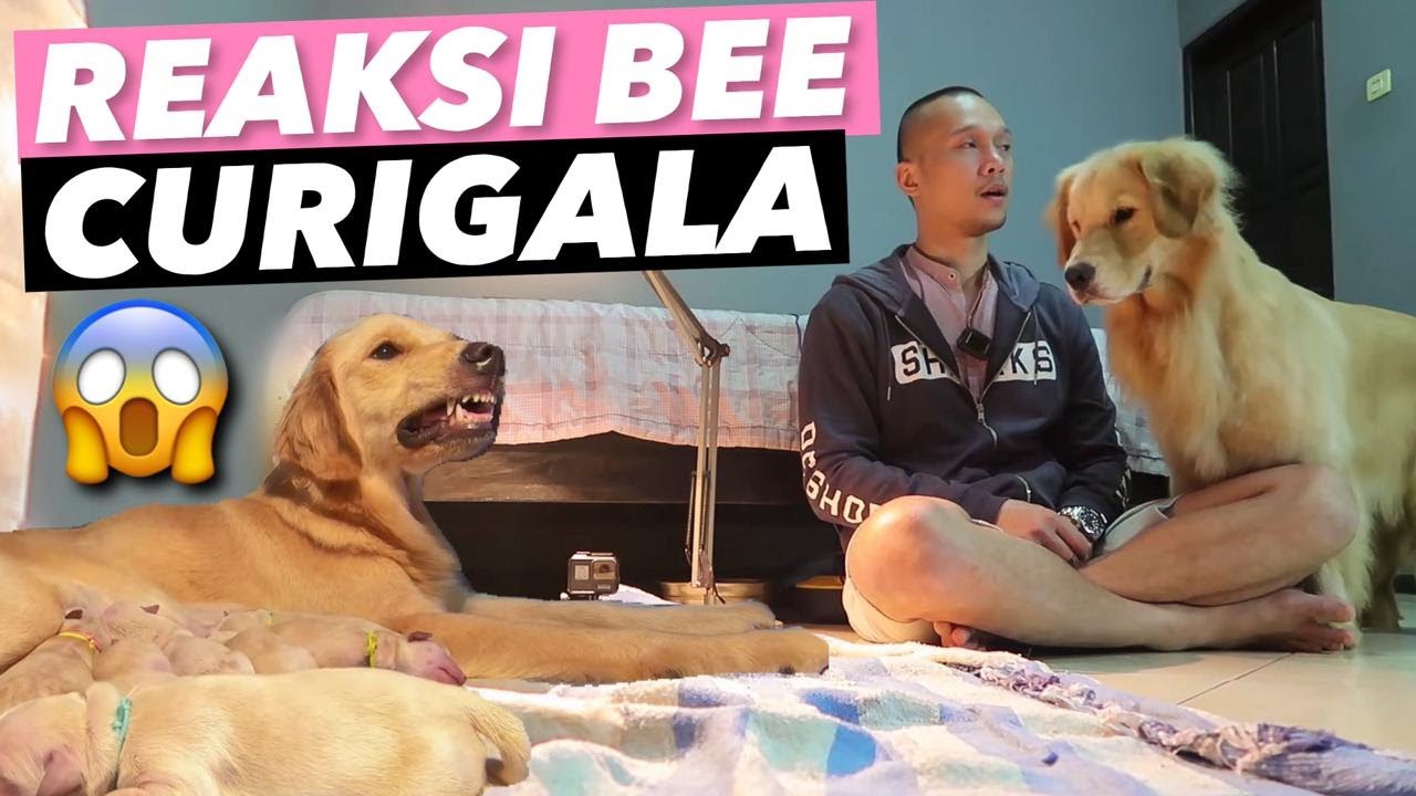 SNOWA KETEMU CUCU.. CURIGALA VS CURIGALA! 😱