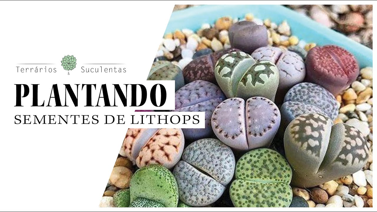 Plantando Sementes de Lithops (Suculentas)