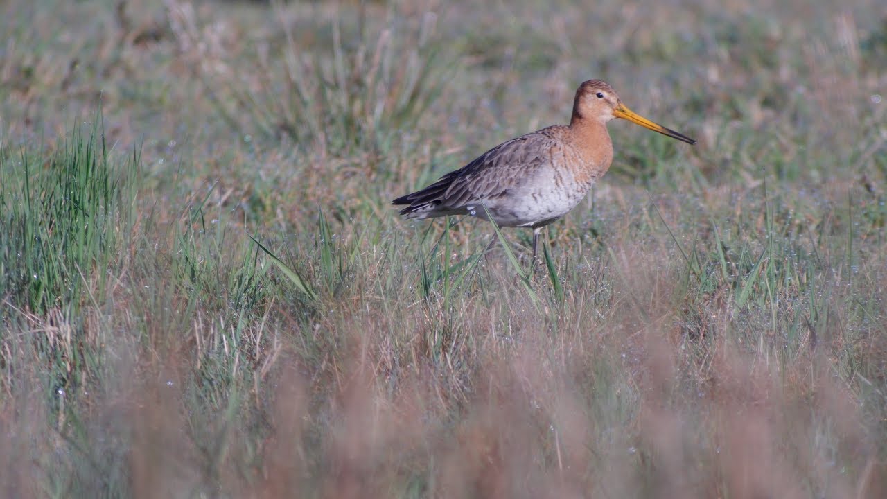 Moergestels Broek, grutto's kijken