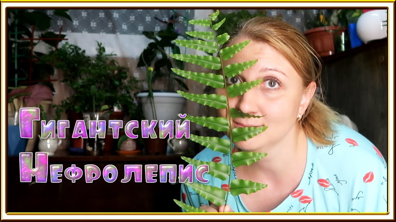 Огромный папортник (Нефролепис  МАЧО?) + Растения из школы