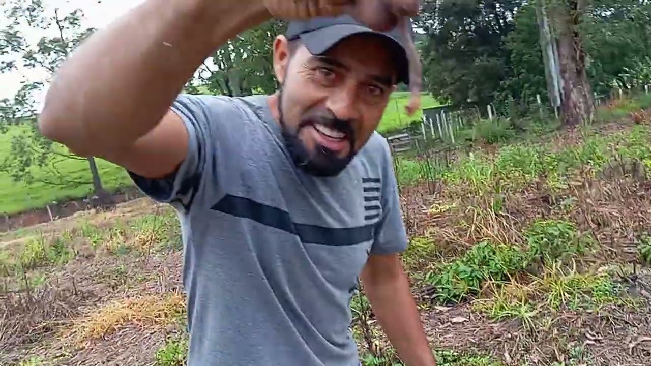 @plantando#maracuja#grotao#monte#siao