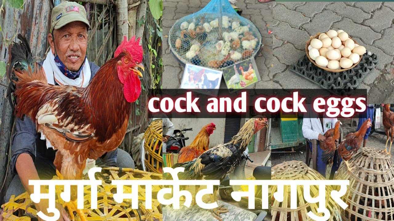 Nagpur Murga Market || ( मुर्गा) ||  मुर्गा मार्केट नागपुर  (लकडगंज)