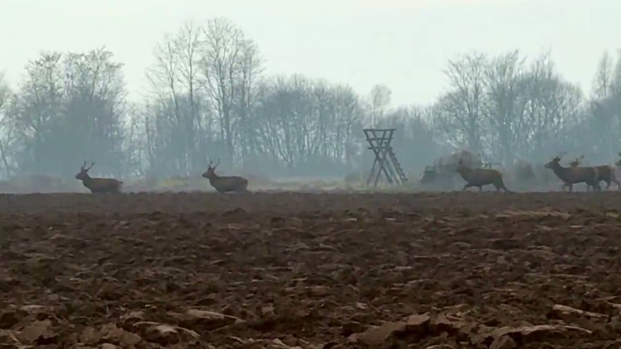 Bielcza (Gmina Borzęcin). Chmara jeleni na polu