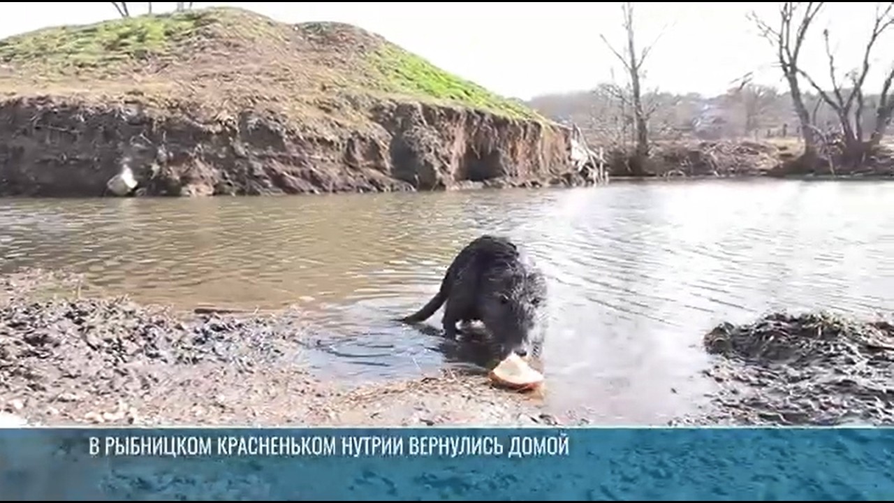 Как нутрии вернулись на пруд в селе Красненькое
