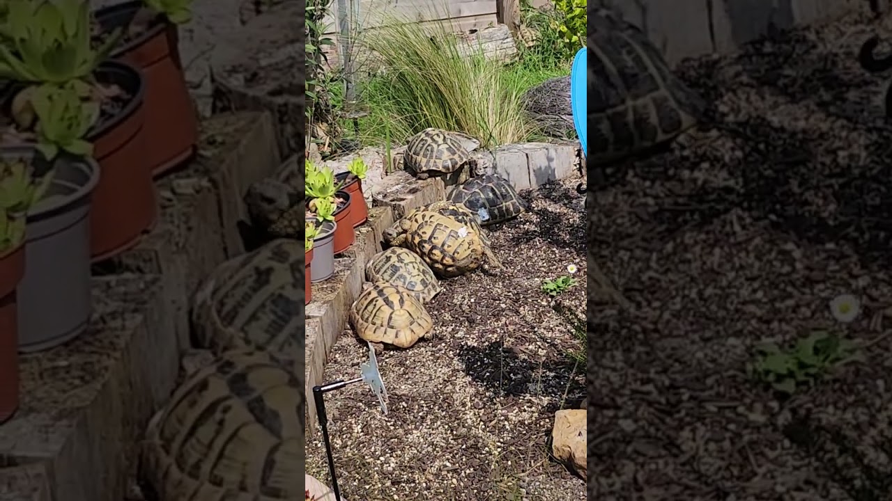 Elevage de tortues terrestres Française, bousculade sur la bute de pontes chez Torturama@orange.fr