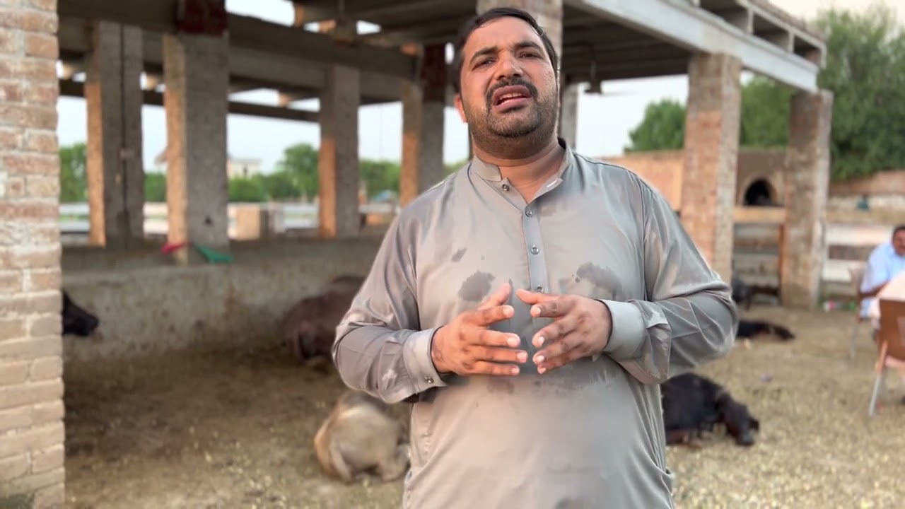 complete detail of buffalo uddar improve
