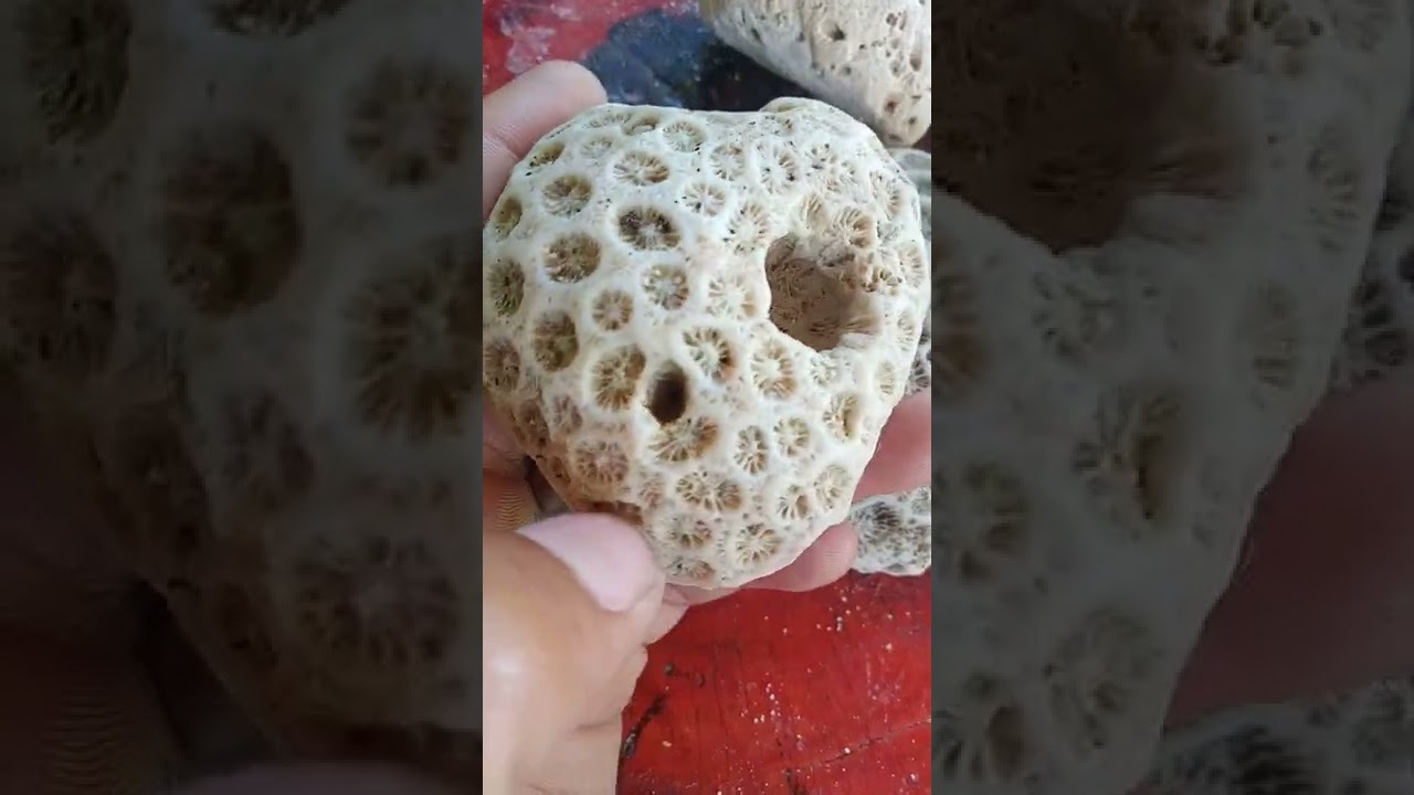 Kaalaman tungkol sa batong corals, mutya ng bawang at mutya nakukuha sa pwet ng saging💖🙂