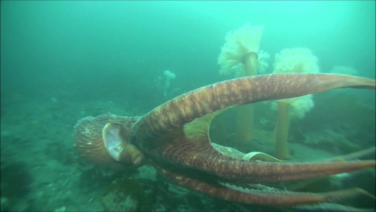 Giant Octopus. The Dance of the Giants.