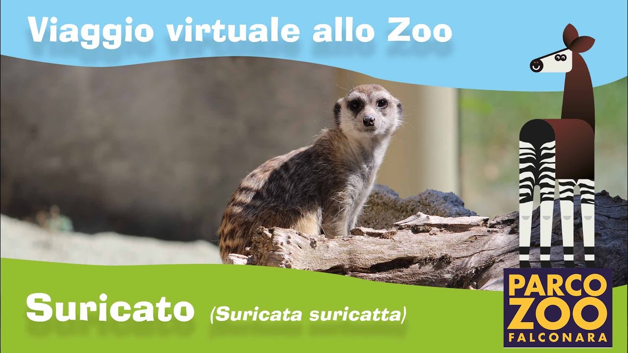 Suricato (Suricata suricatta)
