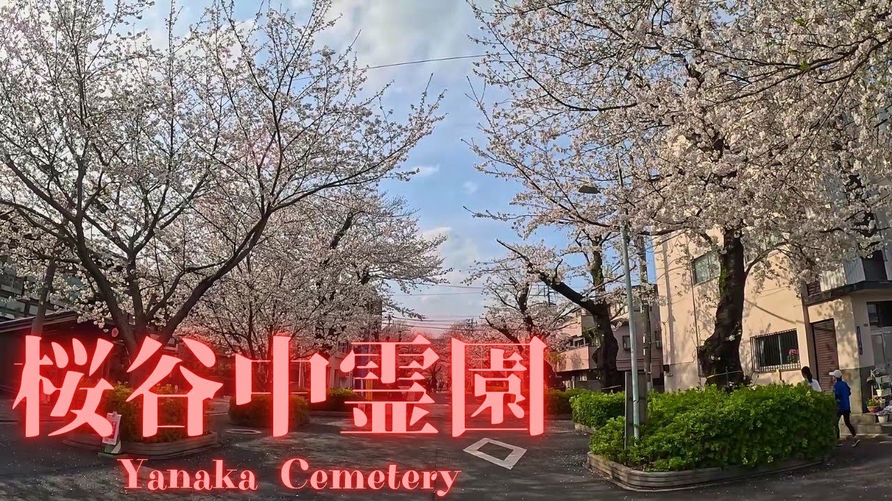 【Yanaka Cemetery】Cherry Blossom Season Walk in Tokyo (Spring 2025) 33min【4K】