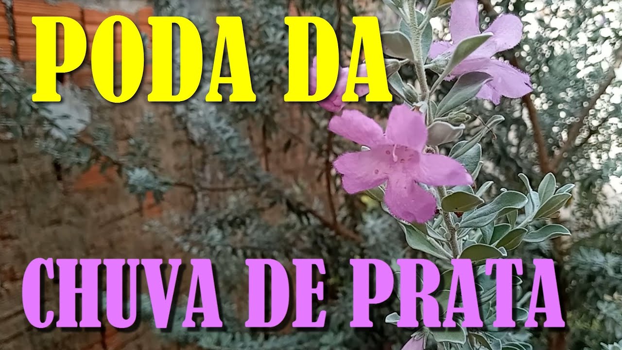 VEJA COMO PODAR A CHUVA DE PRATA