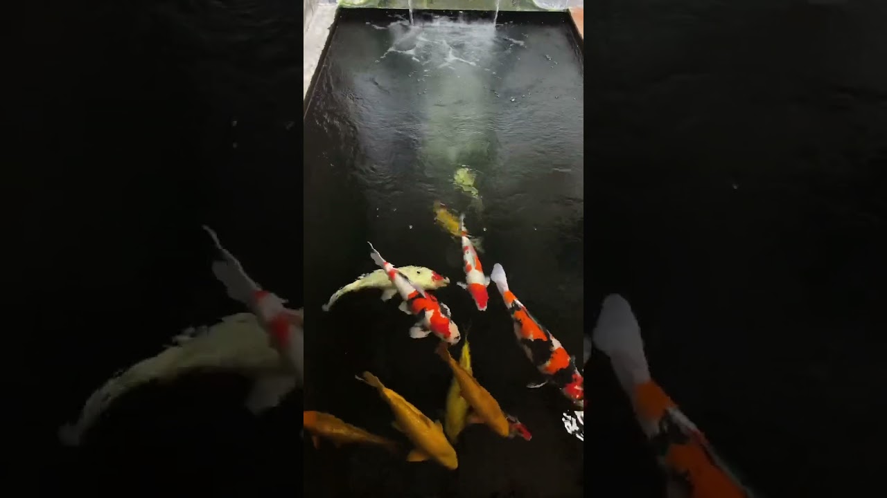 REVIEW IKAN KOI KEKENYANGAN ‼️