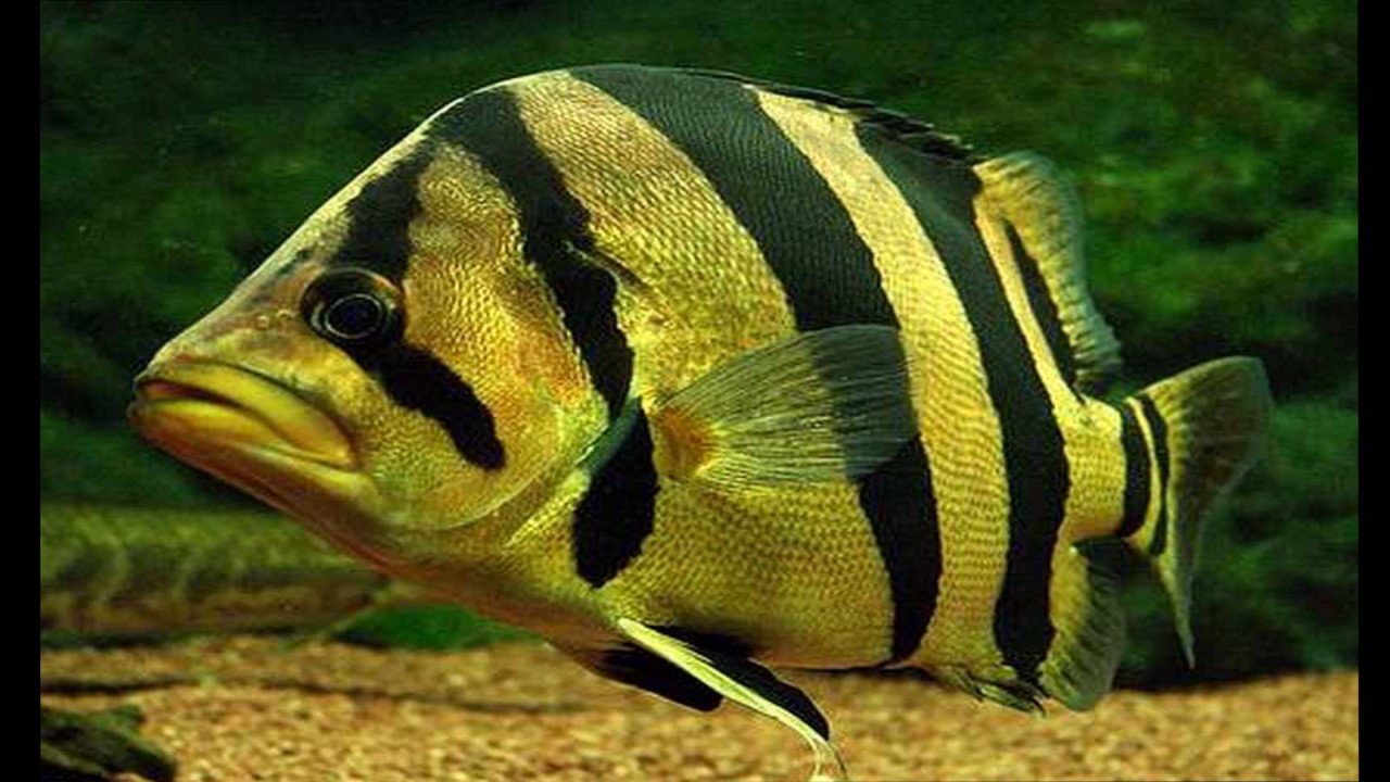 TOP 10 MOST EXOTIC FRESHWATER FISHES