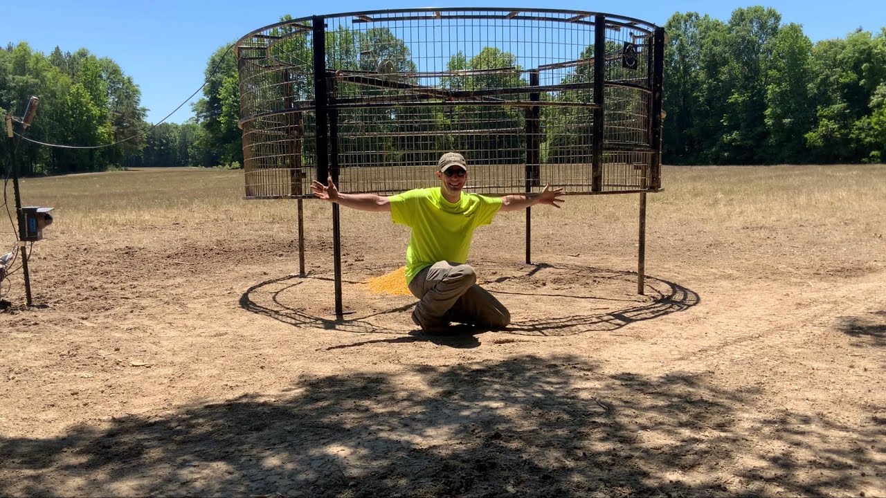 How to set the Big Pig Trap