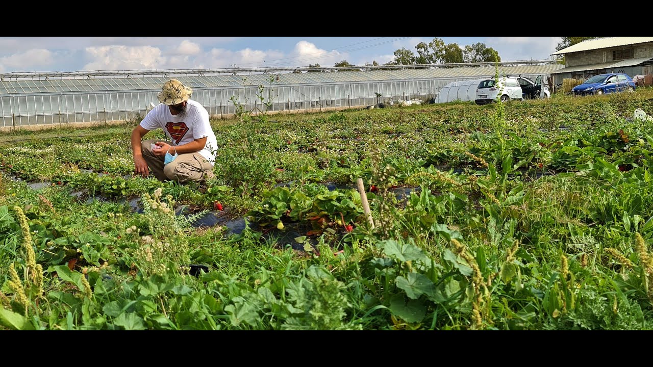 In azienda da Roberto , produttore di fragole e zafferano