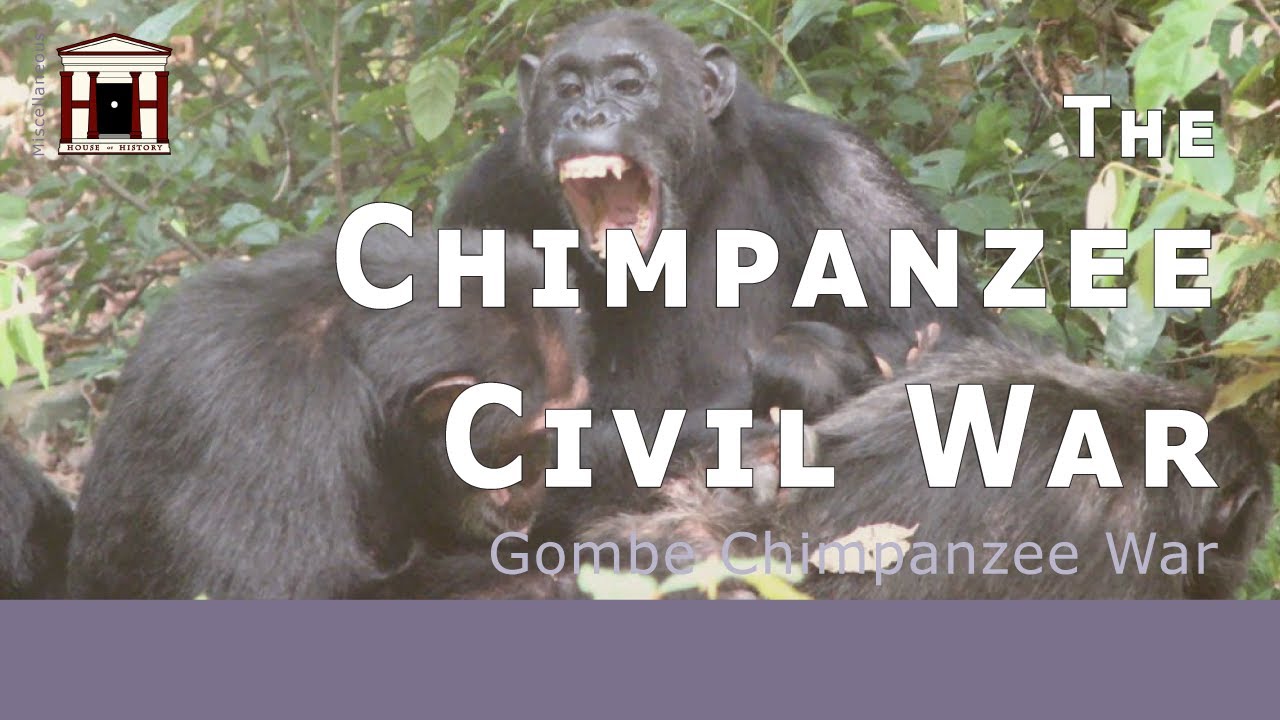 The Gombe Chimpanzee War | The Chimp Civil War (1974-1978)