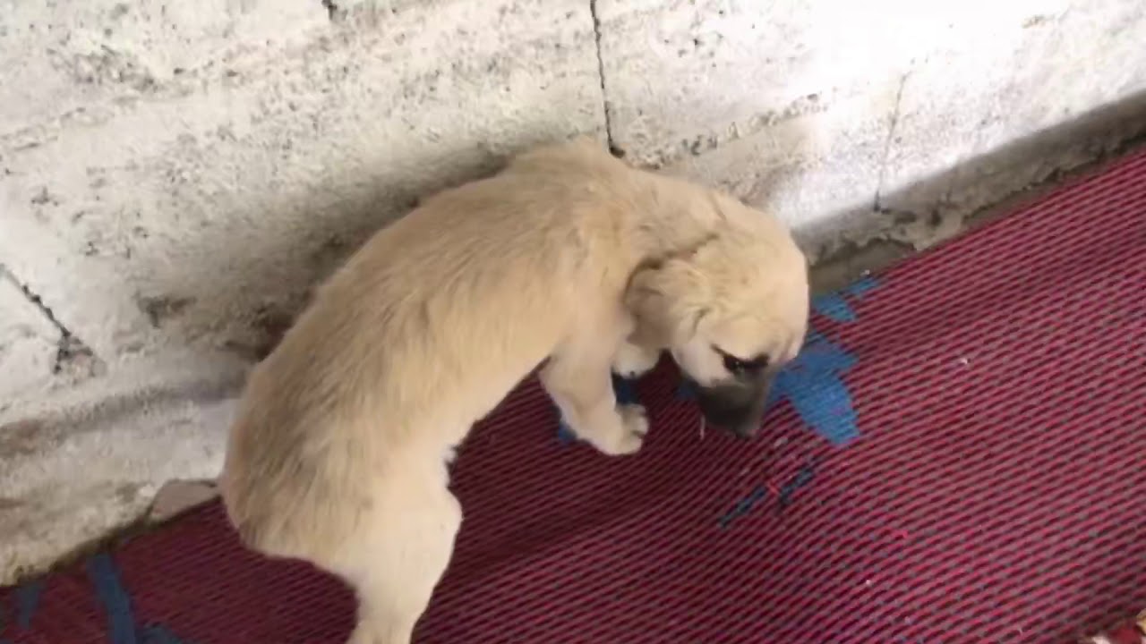 Puppies fi**ting over food!