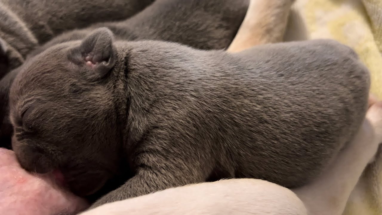 Puppy Facts About French Bulldogs: Before You Adopt!