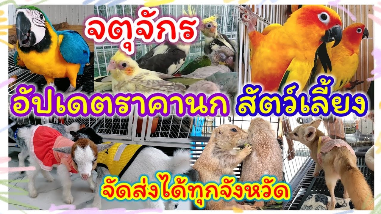 อัปเดตราคานก สัตว์เลี้ยง จตุจักร จัดส่งได้ทุกจังหวัด ศูนย์รวมสัตว์เลี้ยง-ปราณี